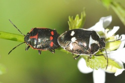 Eurydema oleracea - Crucifer Shieldbug